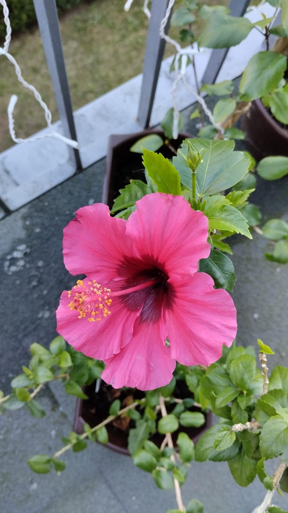 můj koníček - ibišky