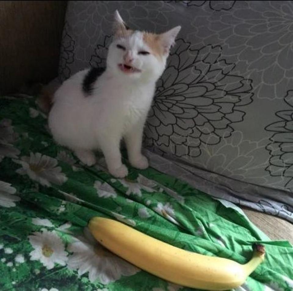meh