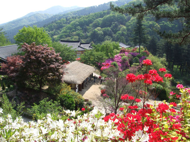 South Korea-Garden of morning calm(Zahrada ranního klidu)
