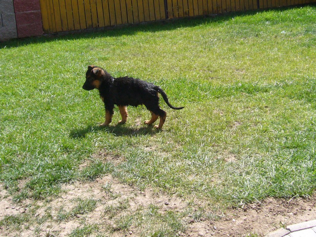 Ovenn z Krupičkova mlýna n