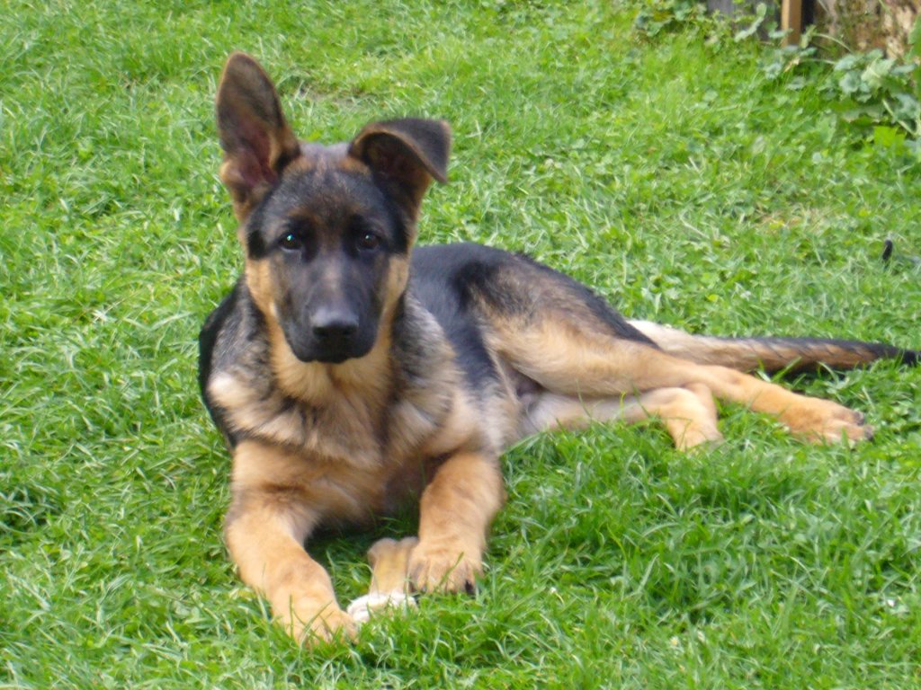 Ovenn z Krupičkova mlýna n