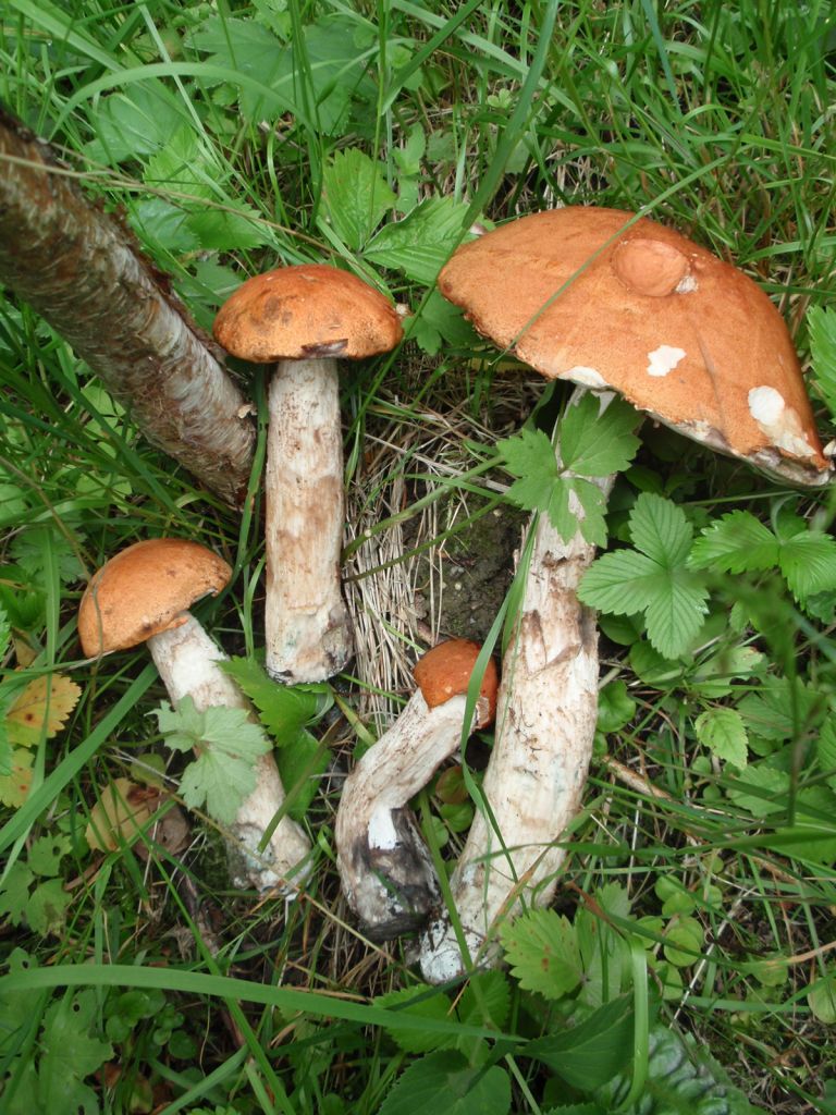 Veřejné