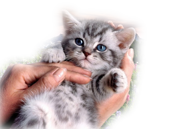 ℒℴvℯ ZVÍŘÁTKA 【ツ】  ㄚ♡ⓤ