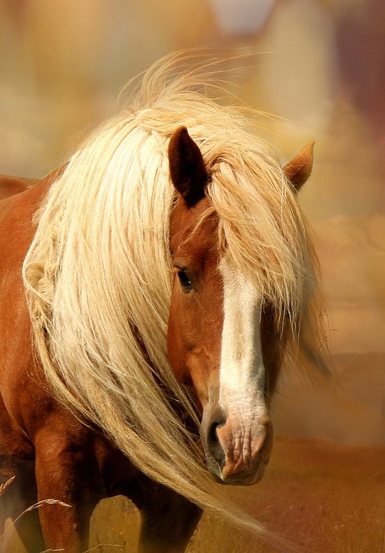 ℒℴvℯ ZVÍŘÁTKA 【ツ】  ㄚ♡ⓤ