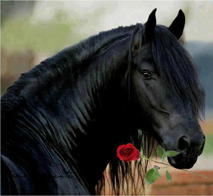 ℒℴvℯ ZVÍŘÁTKA 【ツ】  ㄚ♡ⓤ