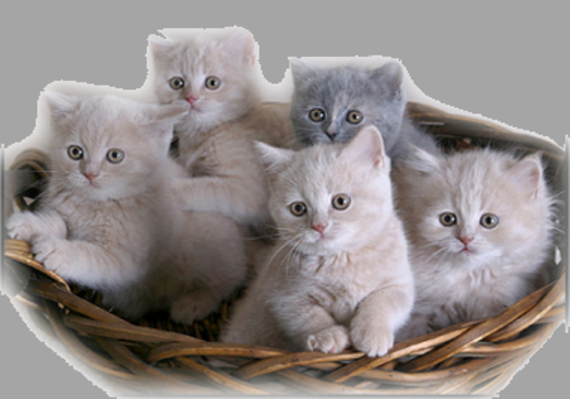 ℒℴvℯ ZVÍŘÁTKA 【ツ】  ㄚ♡ⓤ