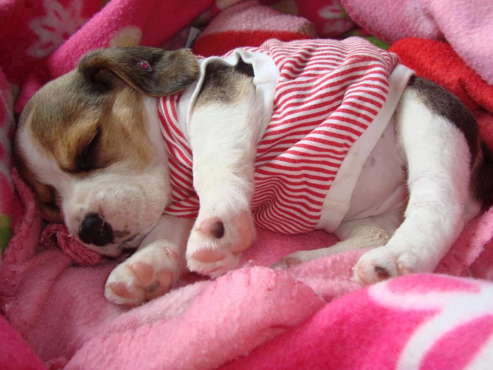 ℒℴvℯ ZVÍŘÁTKA 【ツ】  ㄚ♡ⓤ