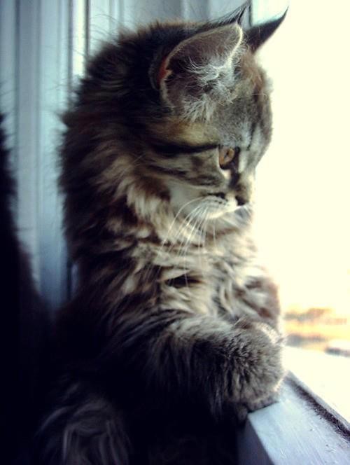 ℒℴvℯ ZVÍŘÁTKA 【ツ】  ㄚ♡ⓤ