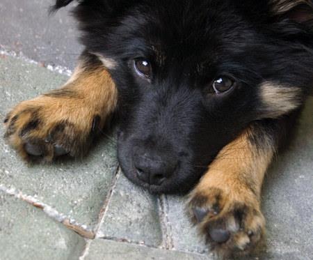 ℒℴvℯ ZVÍŘÁTKA 【ツ】  ㄚ♡ⓤ