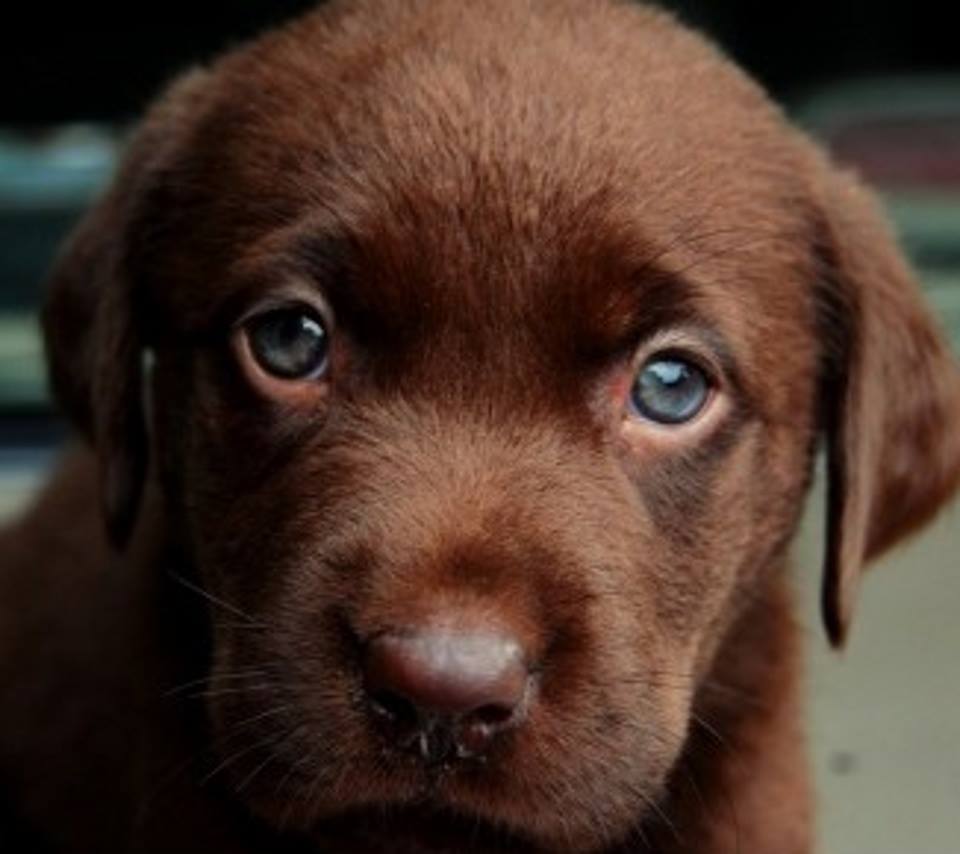 ℒℴvℯ ZVÍŘÁTKA 【ツ】  ㄚ♡ⓤ