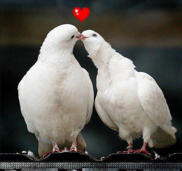 ℒℴvℯ ZVÍŘÁTKA 【ツ】  ㄚ♡ⓤ