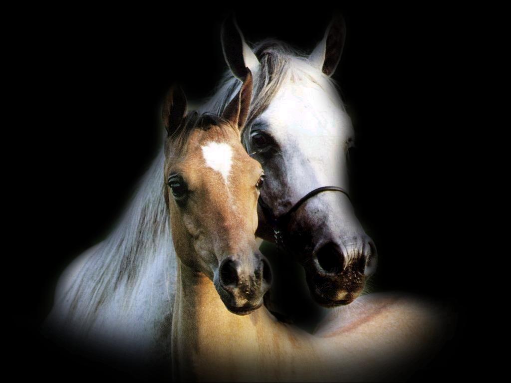 ℒℴvℯ ZVÍŘÁTKA 【ツ】  ㄚ♡ⓤ