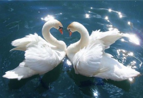 ℒℴvℯ ZVÍŘÁTKA 【ツ】  ㄚ♡ⓤ