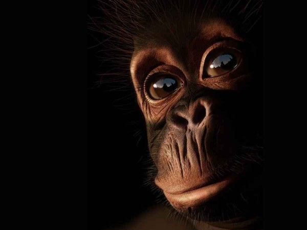 ℒℴvℯ ZVÍŘÁTKA 【ツ】  ㄚ♡ⓤ