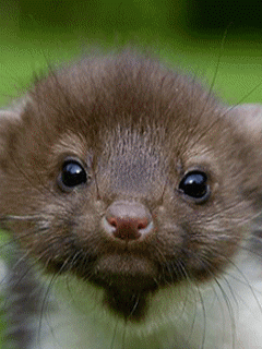 ℒℴvℯ ZVÍŘÁTKA 【ツ】  ㄚ♡ⓤ