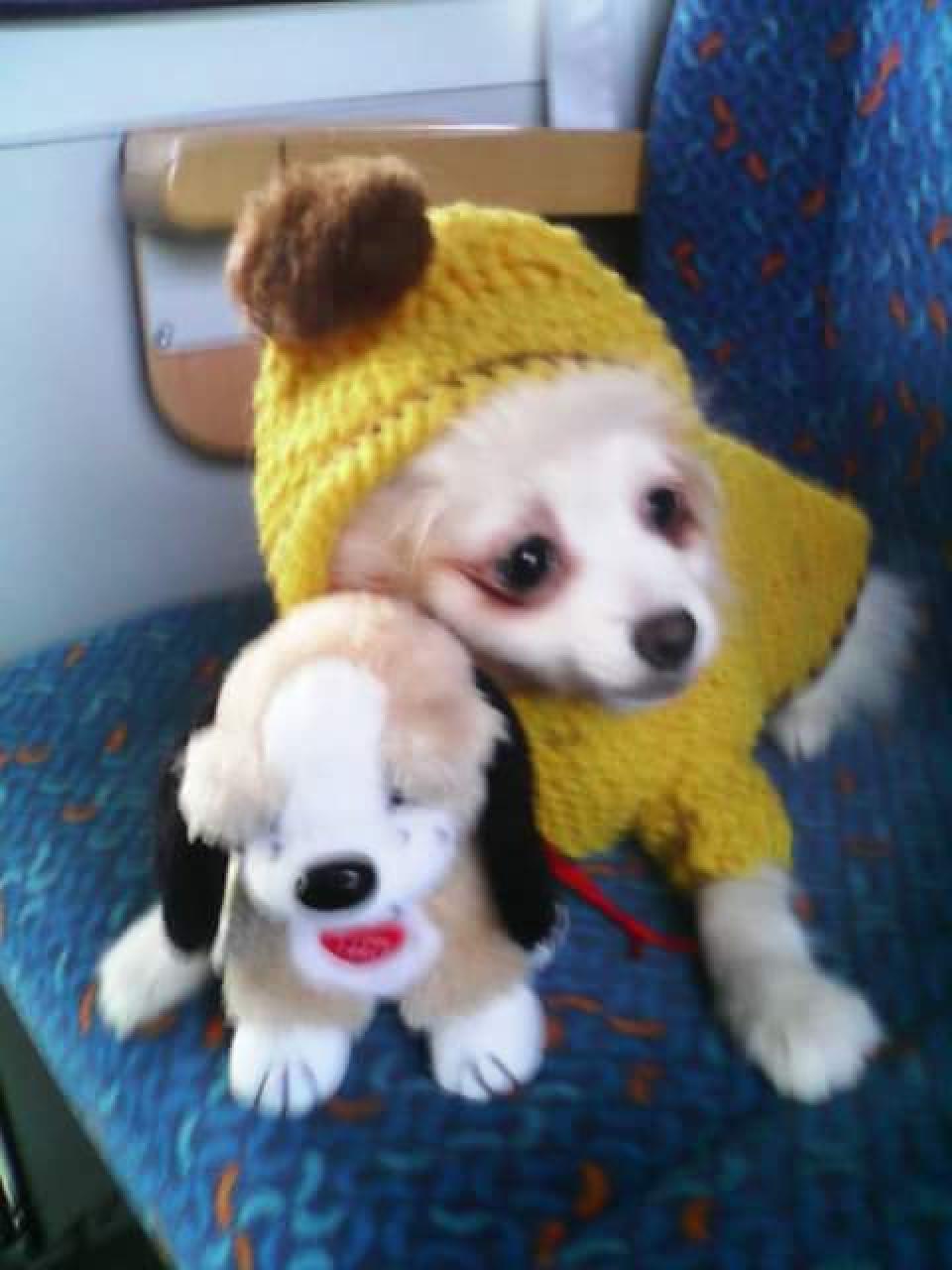 Novy clen rodinky...
