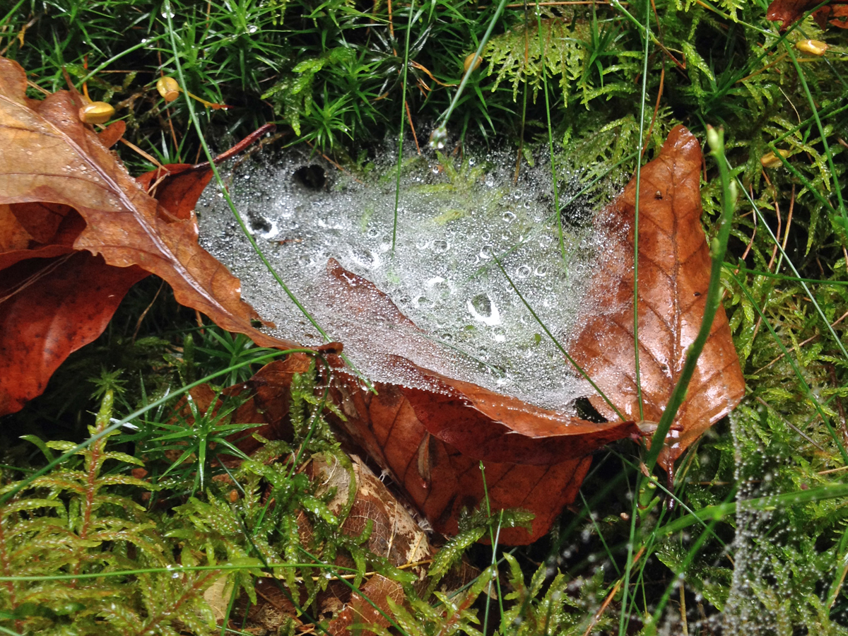 Fotosoutěž - 5 elementů