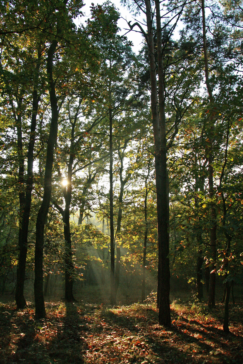 Fotosoutěž - 5 elementů