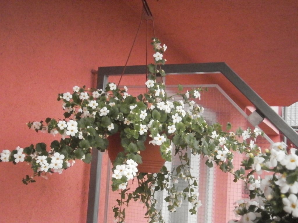 Balkon 2013