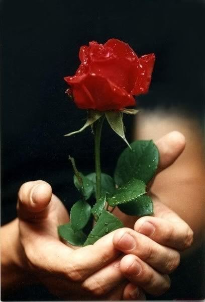 Od Janičky...Jiřinko, snad tato růže vyjádří sama to, co TI chci k dnešním narozeninám popřát. Jana