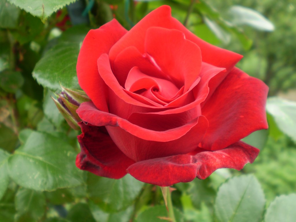 Ruža z našej záhrady...
