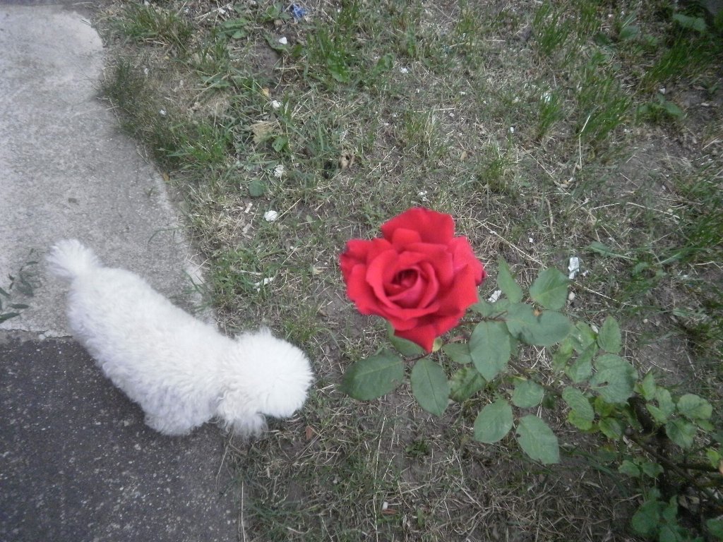 9.Ruže-I.Aj psie slečny milujú ruže