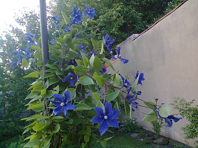 Zahrádka