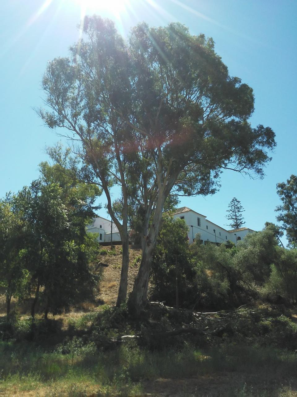 kampovani pod Klasterem Frantiskancu (1490-92 Kolumbus)