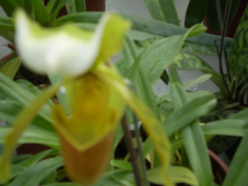 arboretum-orchideje,2.11.2
