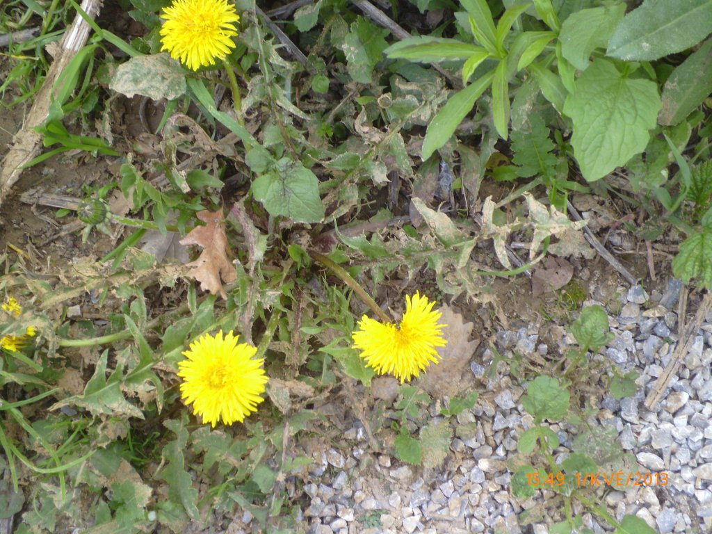 prvomájová vycházka 2013