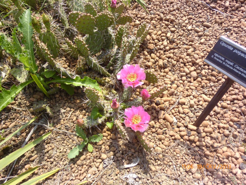 arboretum 19.6.2013 - KLAS