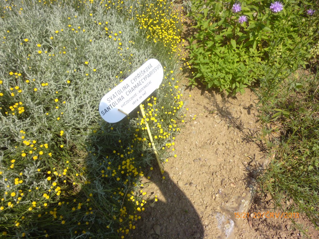 bylinná zahrada Brno 20.6.