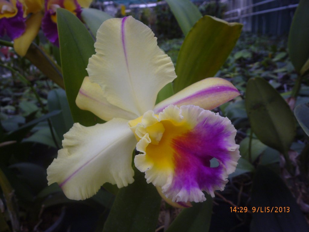 podzimní orchideje 9.11201