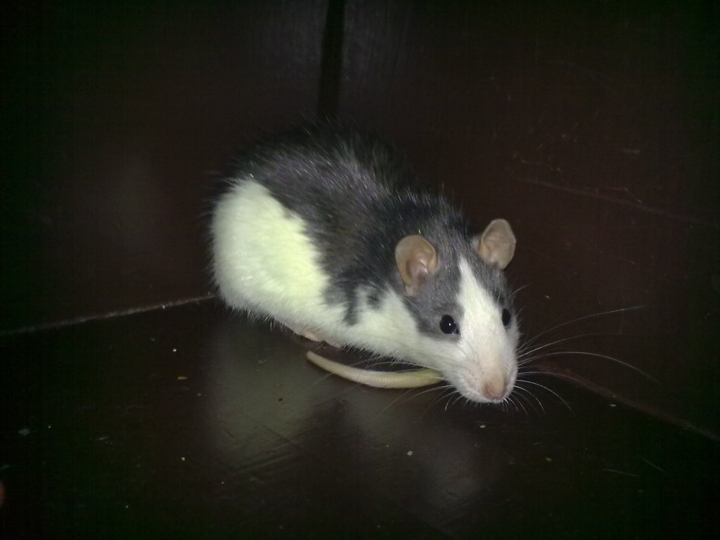 Mouse-Myša-potkanice naše