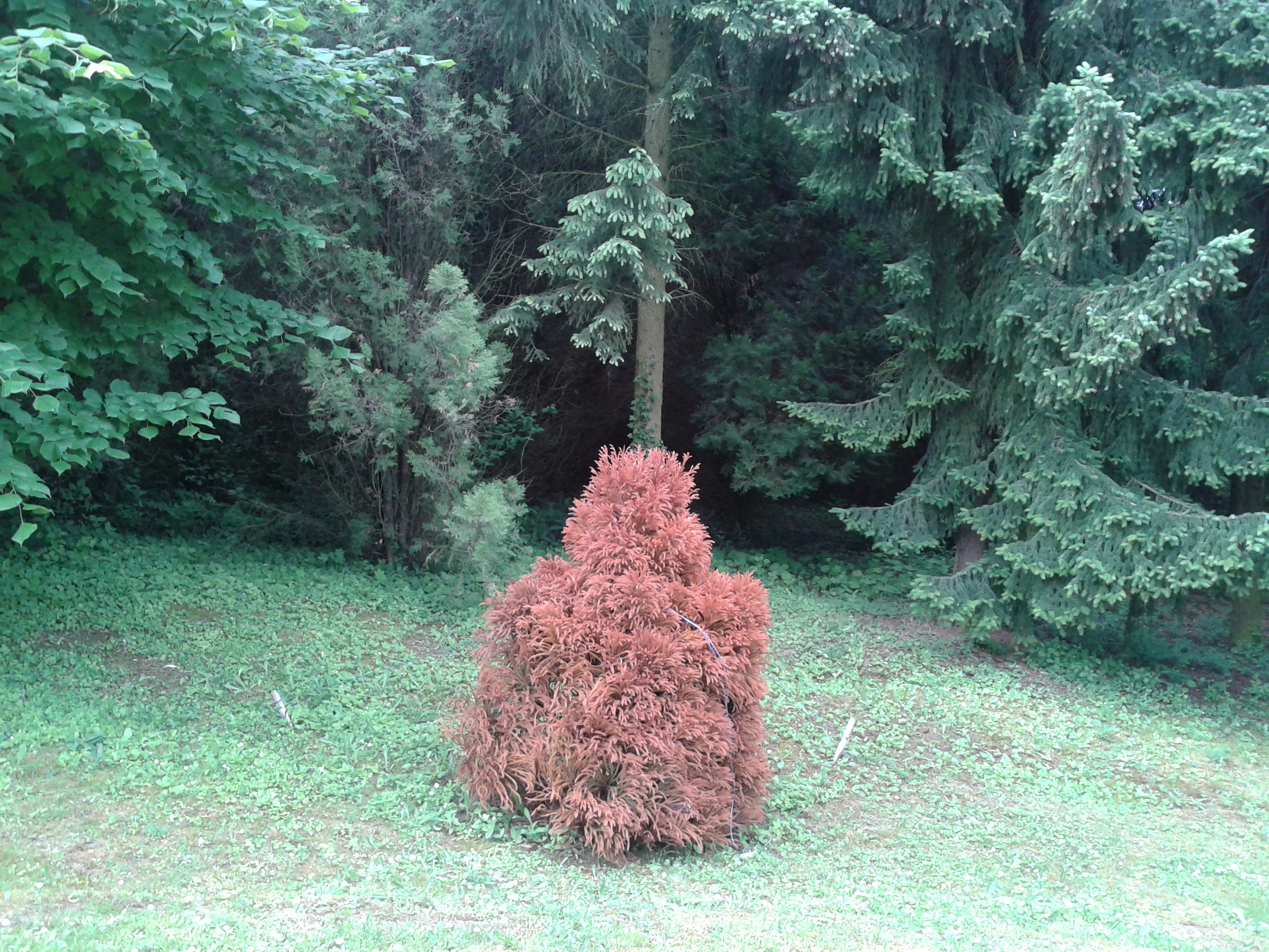 Arboretúm-Mlynany-Vieska nad Žitavov-2.6.2015