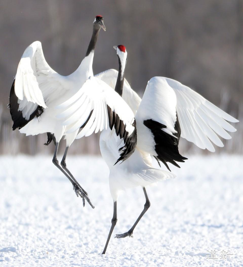 Galerie🍀🌺