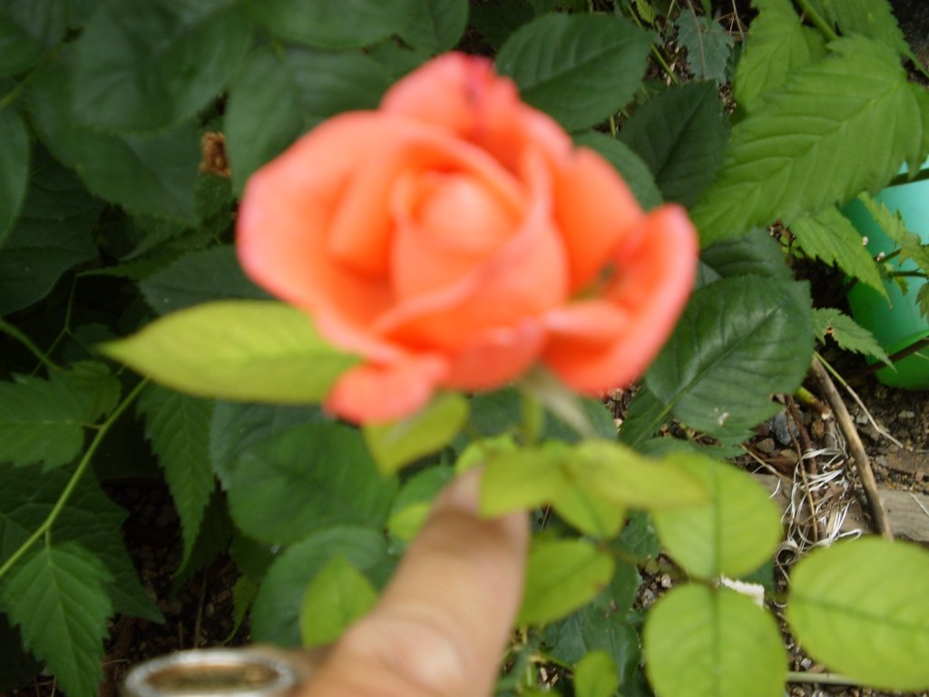 Jeden srpnový den..a další