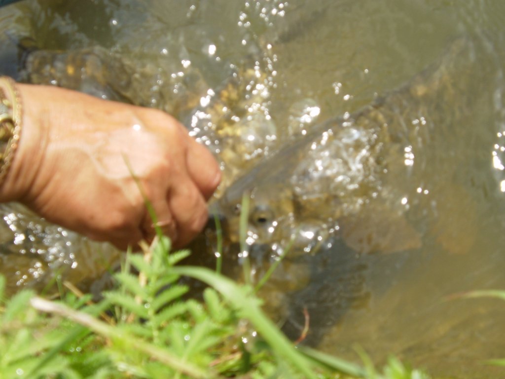 KAPŔI NEBO PIRANĚ ??