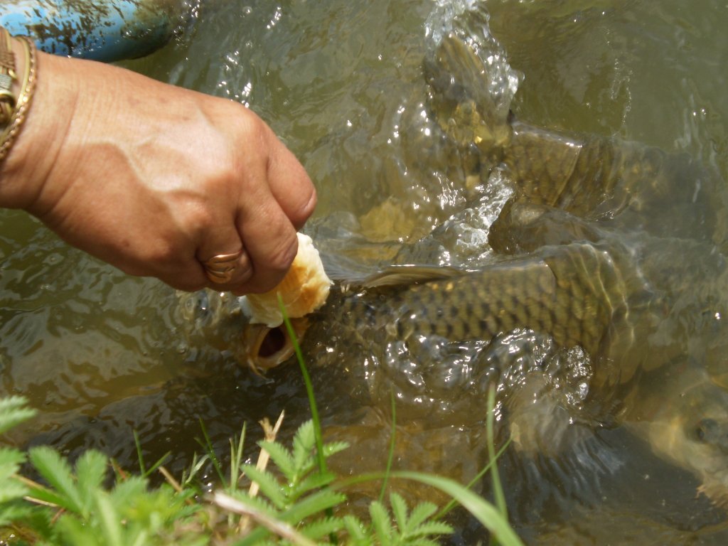 KAPŔI NEBO PIRANĚ ??