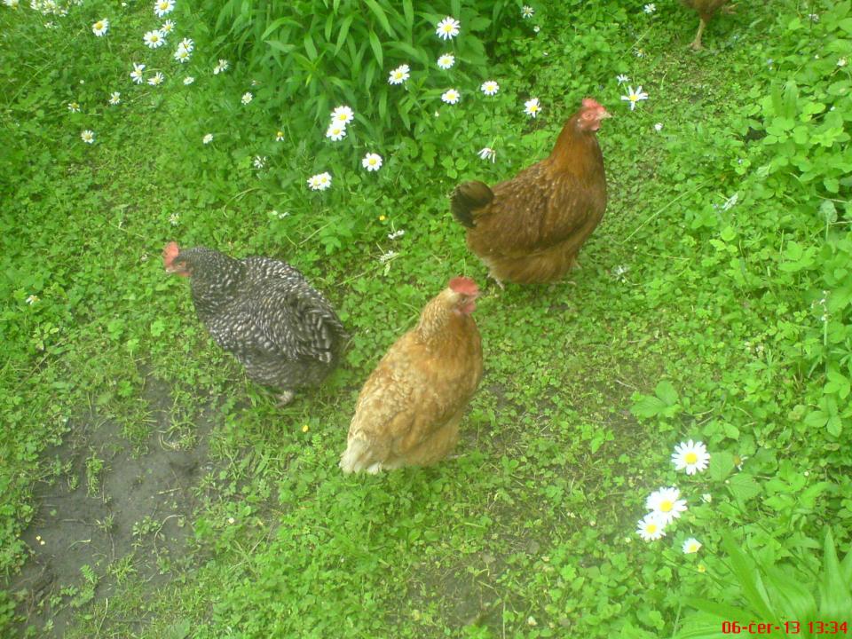 Foto z mobilu a fotoaparátu