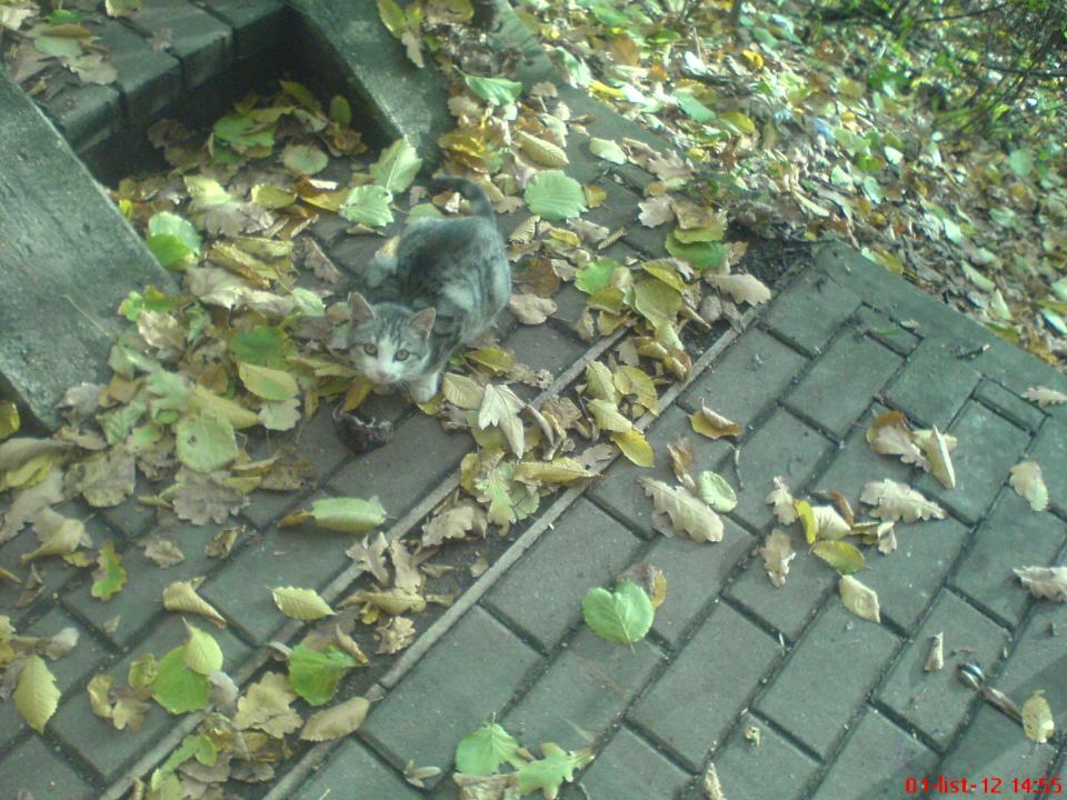 Foto z mobilu a fotoaparátu