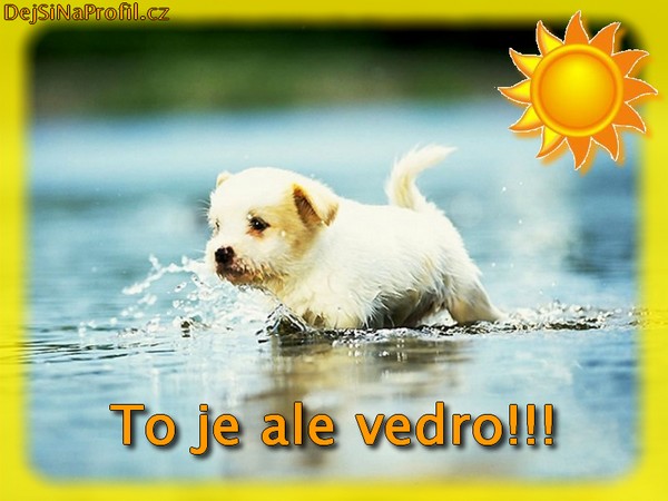 medvídci a jiná zvířátka