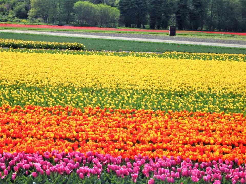 jaro v Nizozemí