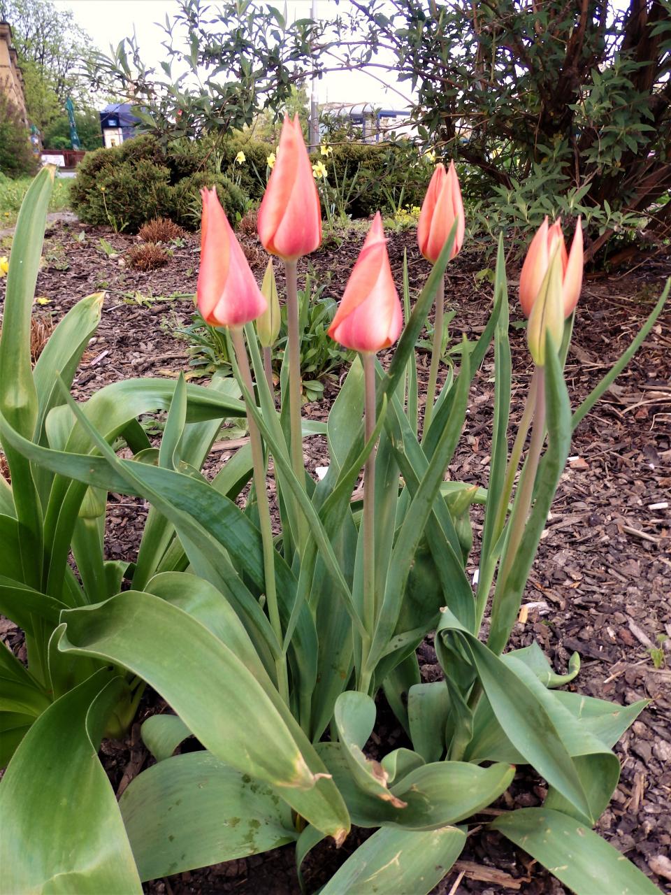 2019 zas to de do květu  vítej  floro :-)