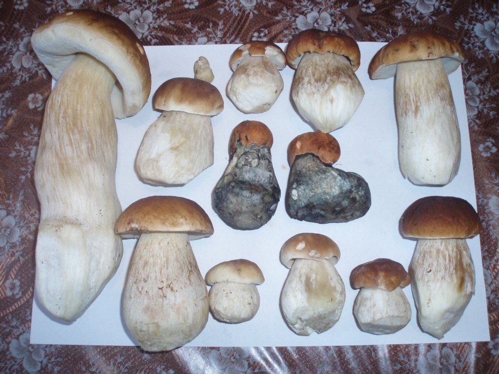 3.9 2010 dnes nalezený houby Dubáky a 2 v prostředku jsou Křemeňáky....