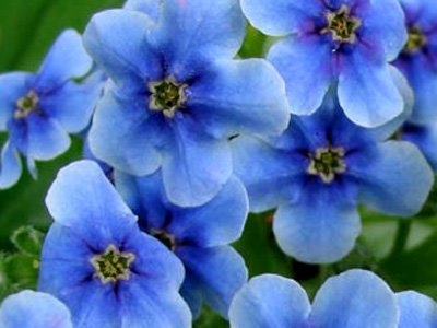 květiny jsou pro krásu