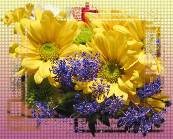 květiny jsou pro krásu