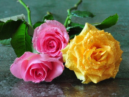 květiny jsou pro krásu