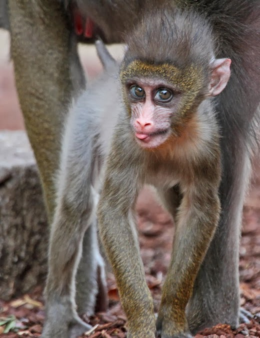 zvířata...na každém je něco krásného a fascinujícího