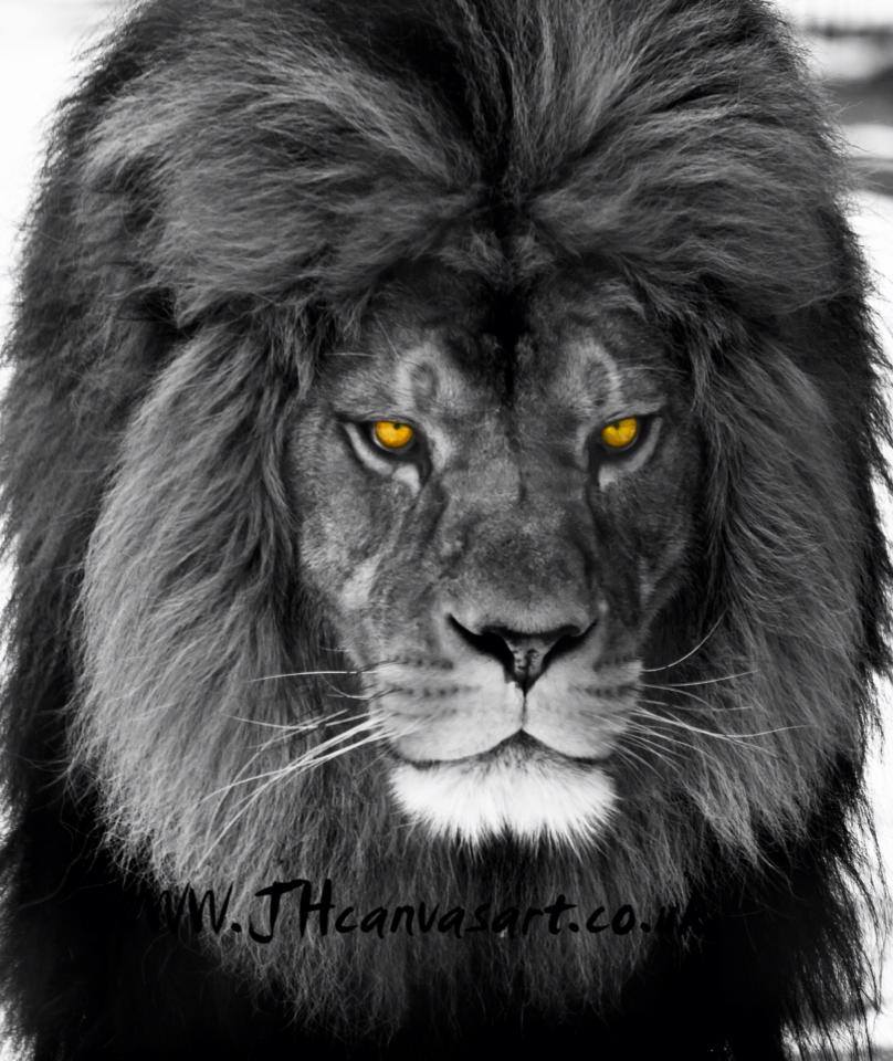 zvířata...na každém je něco krásného a fascinujícího